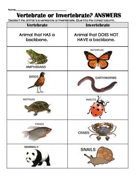 invertebrates worksheets free printable